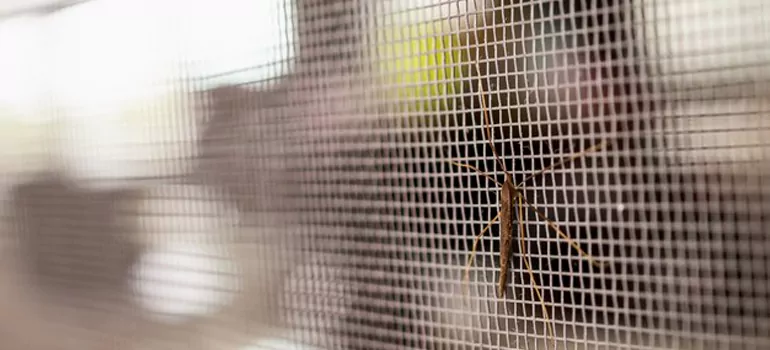 Repair Mosquito Mesh For Windows in Kissimmee, FL